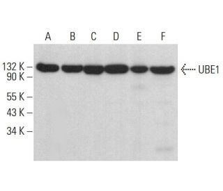 UBE1 Antibody (D-8) - Western Blotting - Image 382099