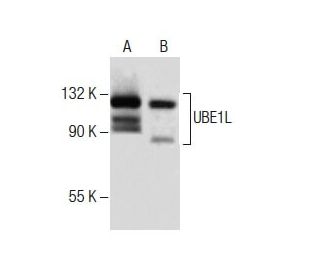UBE1L Antibody (B-7) - Western Blotting - Image 286048 