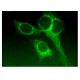 UBE1L Antibody (E-10) - Immunofluorescence - Image 159670 