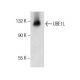 UBE1L Antibody (E-10) - Western Blotting - Image 159343