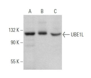 UBE1L Antibody (E-10) - Western Blotting - Image 369871 