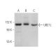 UBE1L Antibody (E-10) - Western Blotting - Image 369871 