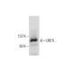 UBE1L Antibody (G-11) - Western Blotting - Image 286946