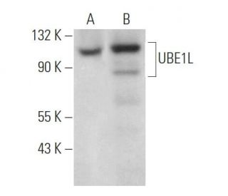 UBE1L Antibody (G-11) - Western Blotting - Image 371600 