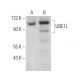 UBE1L Antibody (G-11) - Western Blotting - Image 371600 