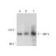 UBE1L Antibody (G-11) - Western Blotting - Image 389114 