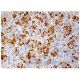 UBE2C Antibody (B-4) - Immunohistochemistry - Image 159198 