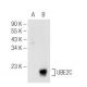 UBE2C Antibody (B-4) - Western Blotting - Image 81186