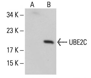 UBE2C Antibody (B-4) - Western Blotting - Image 126326 