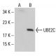 UBE2C Antibody (B-4) - Western Blotting - Image 126326 
