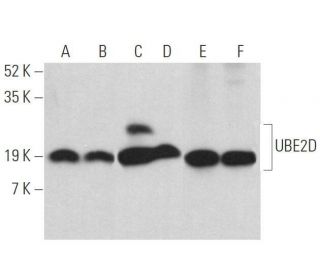 UBE2D Antibody (C-6) - Western Blotting - Image 358909 