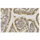 UBE2D2 Antibody (Y-20) - Immunohistochemistry - Image 36097 