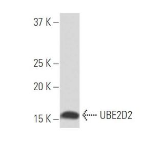 UBE2D2 Antibody (Y-20) - Western Blotting - Image 33988 