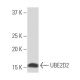 UBE2D2 Antibody (Y-20) - Western Blotting - Image 33988 