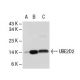 UBE2D2 Antibody (Y-20) - Western Blotting - Image 40260