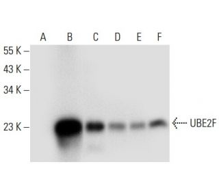 UBE2F Antibody (C-11) - Western Blotting - Image 308063 