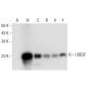 UBE2F Antibody (C-11) - Western Blotting - Image 308063 