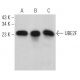 UBE2F Antibody (C-11) - Western Blotting - Image 366152 