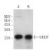 UBE2F Antibody (C-11) - Western Blotting - Image 366182