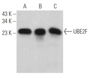 UBE2F Antibody (C-11) - Western Blotting - Image 366152 