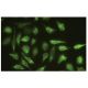UBE2G1 Antibody (G-832) - Immunofluorescence - Image 35613