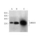 UBE2G1 Antibody (H-2) - Western Blotting - Image 312014 