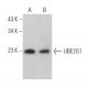 UBE2G1 Antibody (H-2) - Western Blotting - Image 365451 
