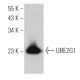 UBE2G1 Antibody (H-2) - Western Blotting - Image 365455