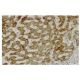 UBE2G2 Antibody (2E6) - Immunohistochemistry - Image 36094 