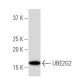 UBE2G2 Antibody (2E6) - Western Blotting - Image 33984 