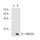UBE2G2 Antibody (2E6) - Western Blotting - Image 44276