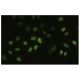 UBE2H Antibody (18-Z) - Immunofluorescence - Image 35614