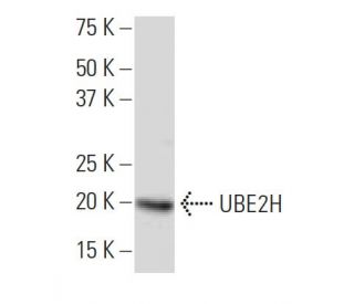 UBE2H Antibody (18-Z) - Western Blotting - Image 33991 
