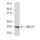 UBE2H Antibody (18-Z) - Western Blotting - Image 33991 