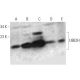 UBE2H Antibody (E-3) - Western Blotting - Image 359450 
