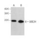 UBE2H Antibody (E-3) - Western Blotting - Image 379007 