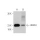 UBE2H Antibody (E-3) - Western Blotting - Image 386899