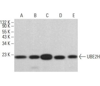 UBE2H Antibody (G-2) - Western Blotting - Image 380026 
