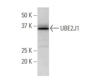 UBE2J1 Antibody (18-Y) - Western Blotting - Image 33995