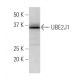 UBE2J1 Antibody (18-Y) - Western Blotting - Image 33995