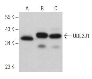 UBE2J1 Antibody (B-6) - Western Blotting - Image 366808 