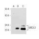 UBE2L3 Antibody (A-5) - Western Blotting - Image 155812 