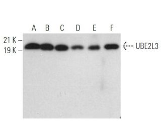 UBE2L3 Antibody (A-5) - Western Blotting - Image 371705 