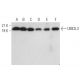 UBE2L3 Antibody (A-5) - Western Blotting - Image 371705 