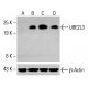 UBE2L3 Antibody (A-5) - Western Blotting - Image 414804