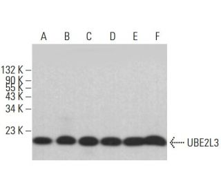 UBE2L3 Antibody (B-11) - Western Blotting - Image 382693 