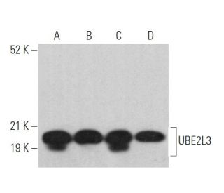 UBE2L3 Antibody (E-2) - Western Blotting - Image 364341 