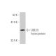 UBE2O Antibody (2C10) - Western Blotting - Image 350257