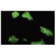 UBE2Q2 Antibody (R-16) - Immunofluorescence - Image 35616