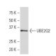 UBE2Q2 Antibody (R-16) - Western Blotting - Image 33996 